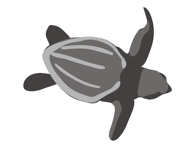 Ilustracion de una cria de tortuga golfina